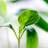 rcsbranding-agriculture-industries